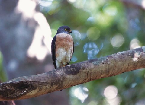 우리나라 천연기념물 이름 맞추기