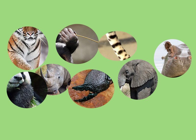 동물 일부 모습 보고 이름 맞추기