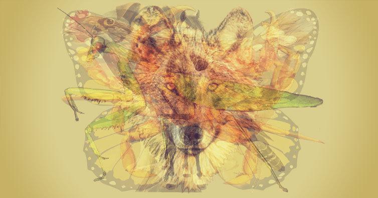 겹쳐진 동물 사진에서 가장 먼저 보이는 동물은?