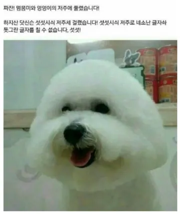 뾰족한 삼각형 모양으로 미용한 강아지 사진