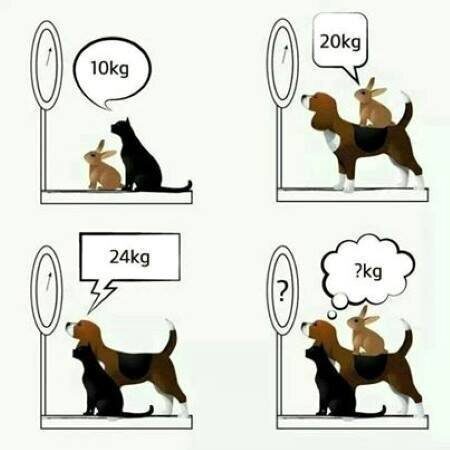 개, 고양이, 토끼 무게 맞추기 퀴즈