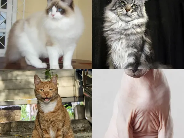 고양이 품종 퀴즈 - 사진 보고 품종 이름 맞히기 110종 주관식 🐱