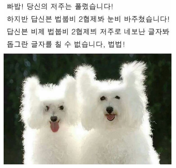 법붑비