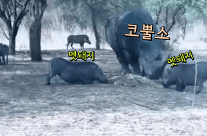 코뿔소 생성기